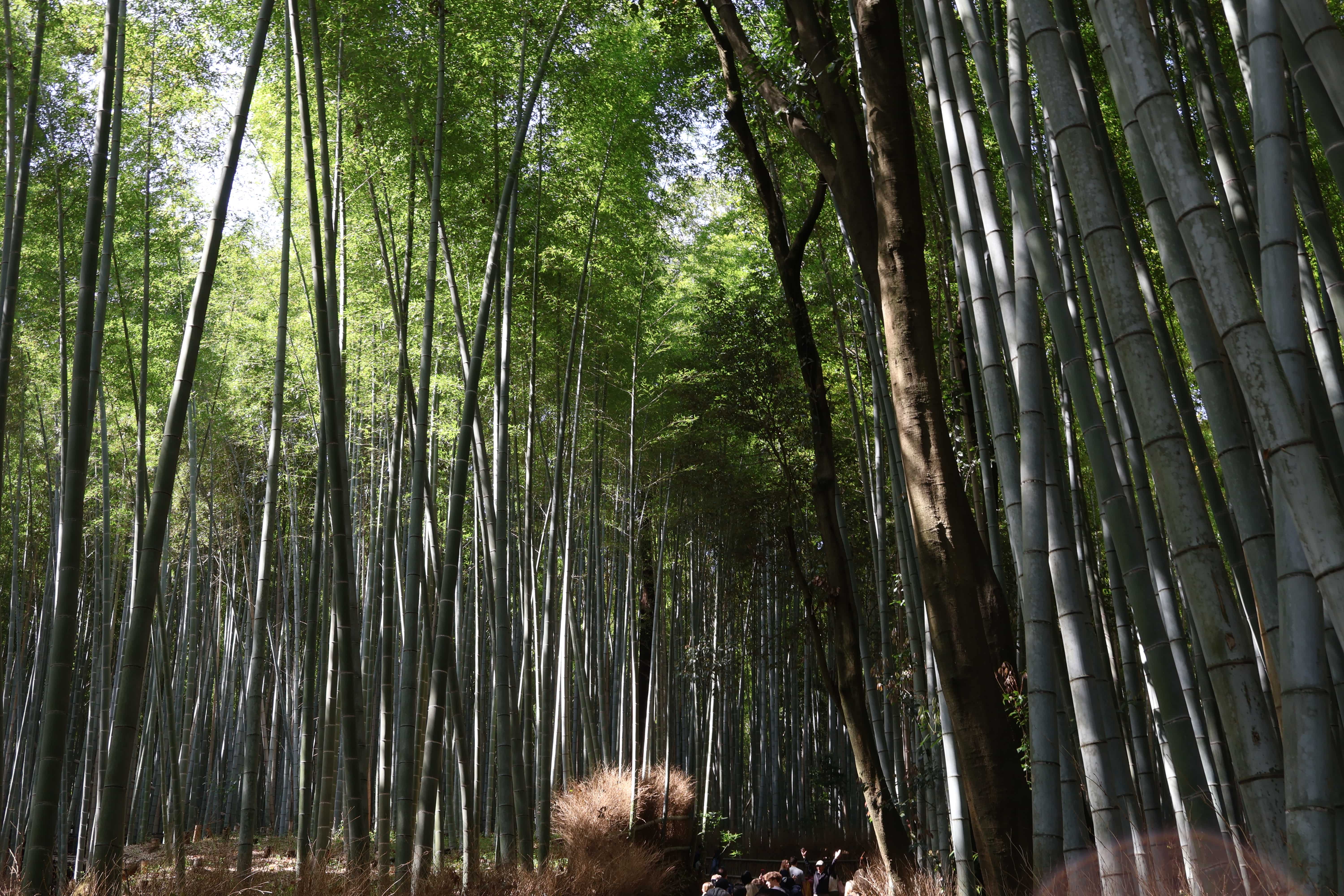 Arashiyama