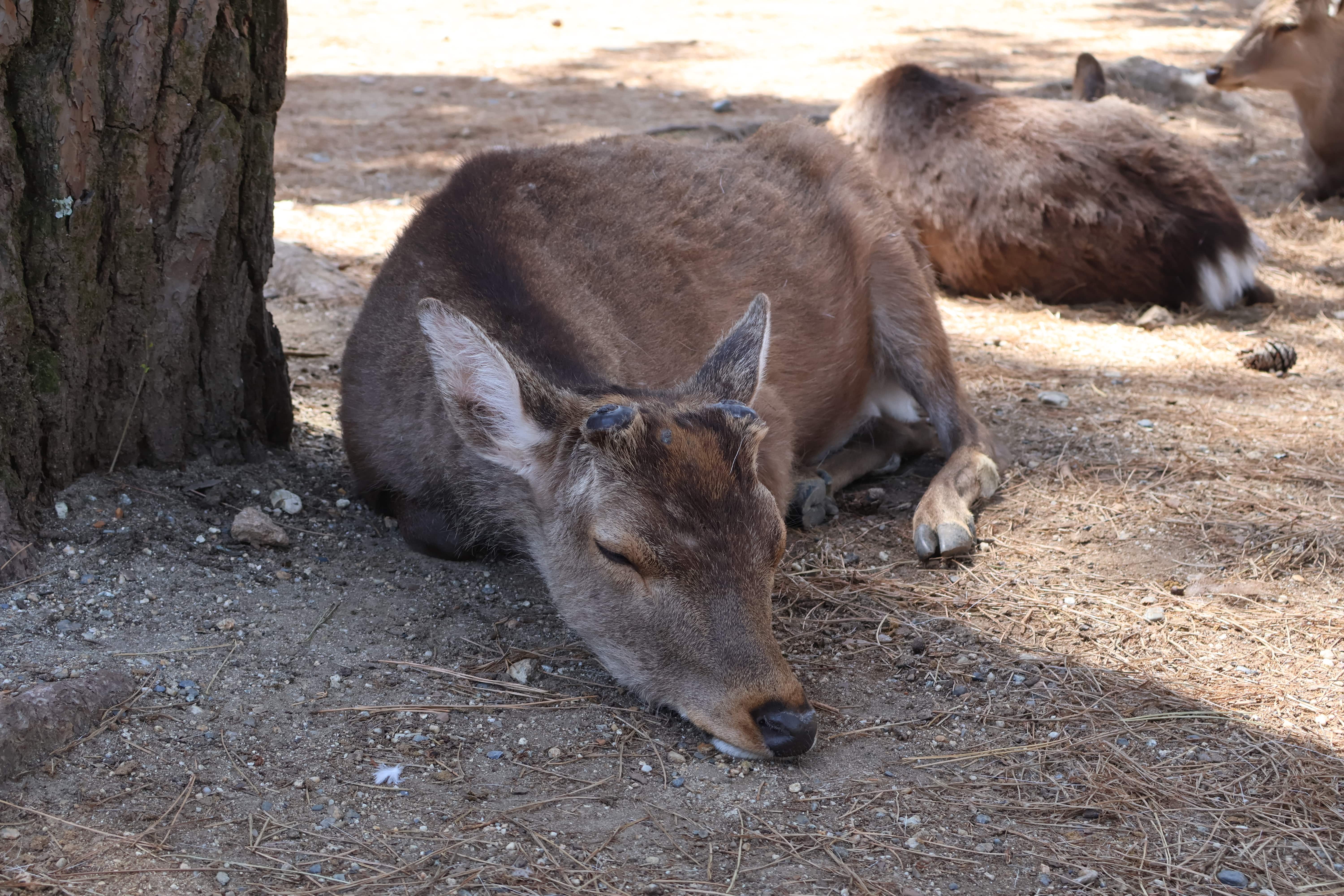 Nara