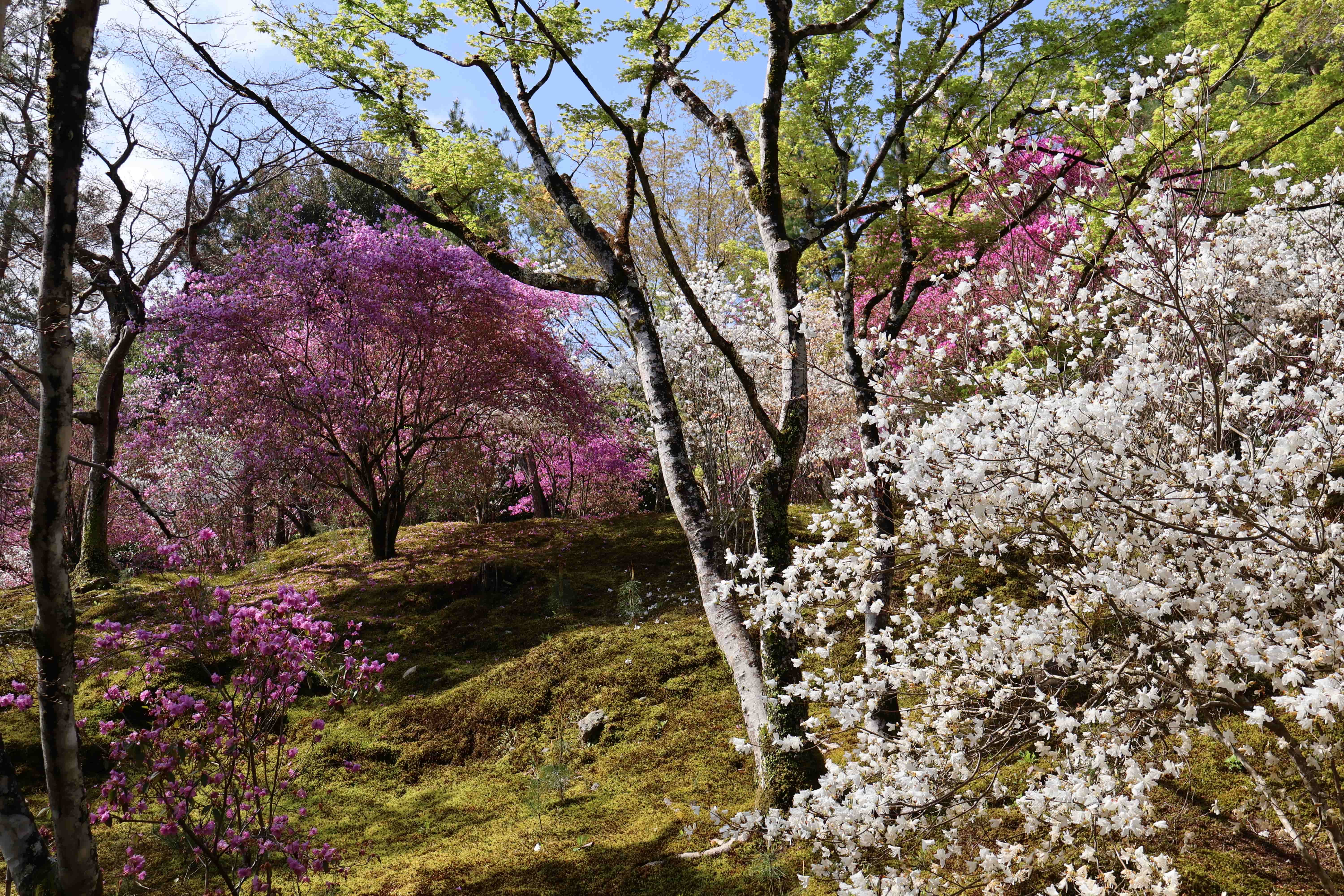 Tenryu-ji